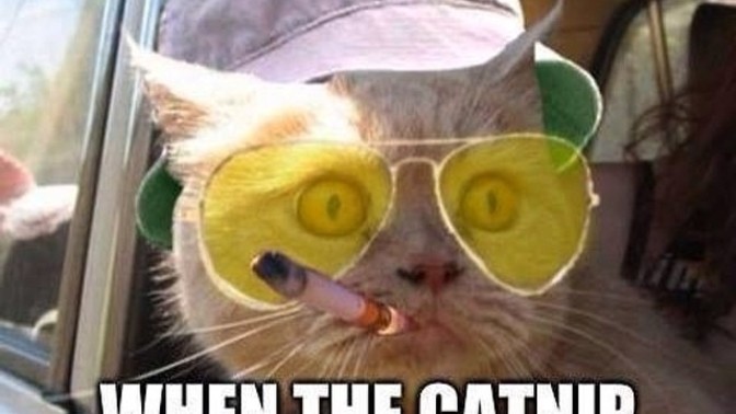 Is this your Feline Companion?