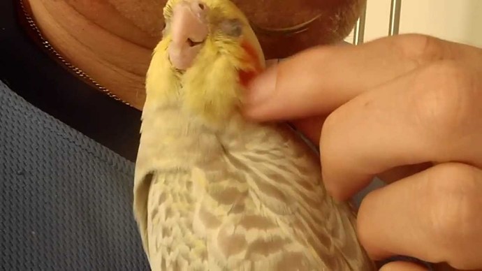 Do you think the term sky puppies would better describe flying foxes or cockatiels?