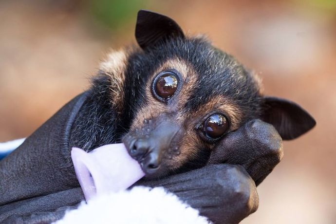 Do you think the term sky puppies would better describe flying foxes or cockatiels?