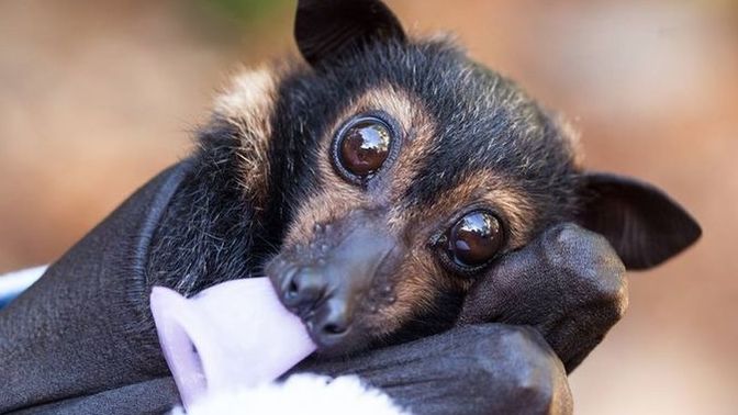 Do you think the term "sky puppies" would better describe flying foxes or cockatiels?