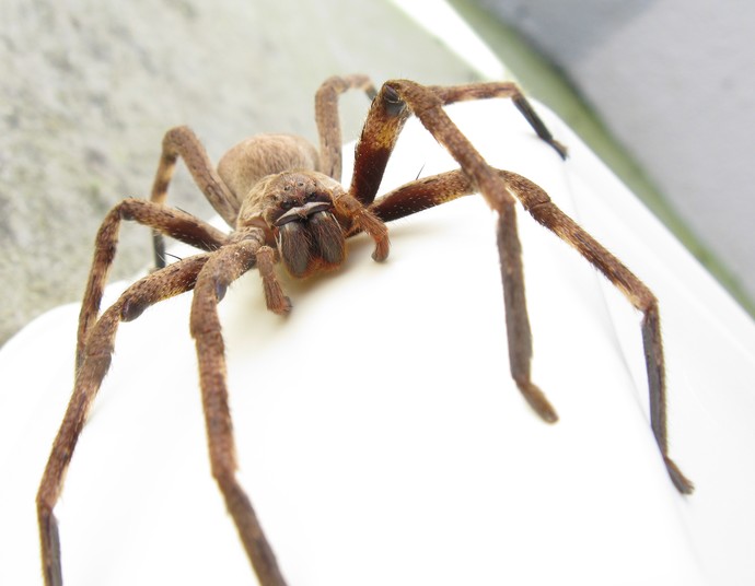 What is a phobia you have and what are the reasons for your fear?