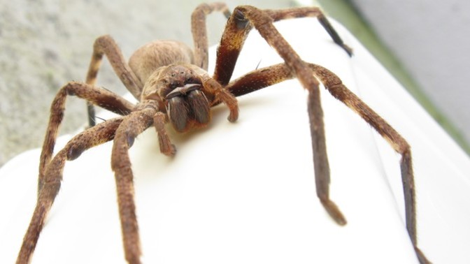 What is a phobia you have and what are the reasons for your fear?