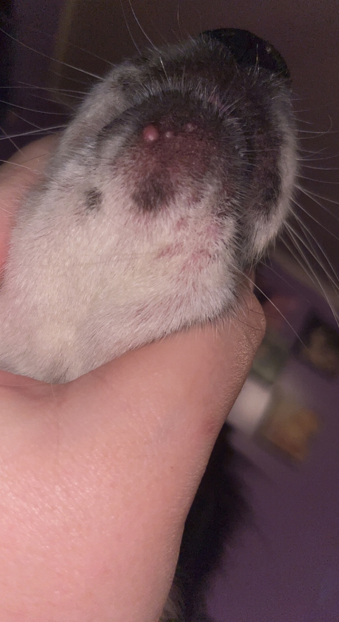 What is this bump on my dogs chin? should I take her to a vet?