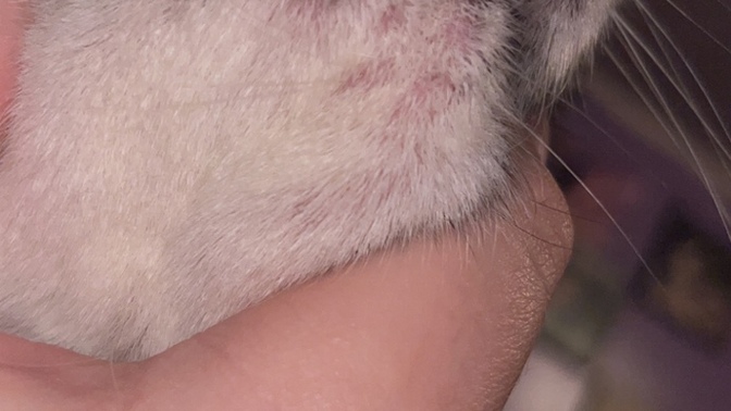 What is this bump on my dogs chin? should I take her to a vet?