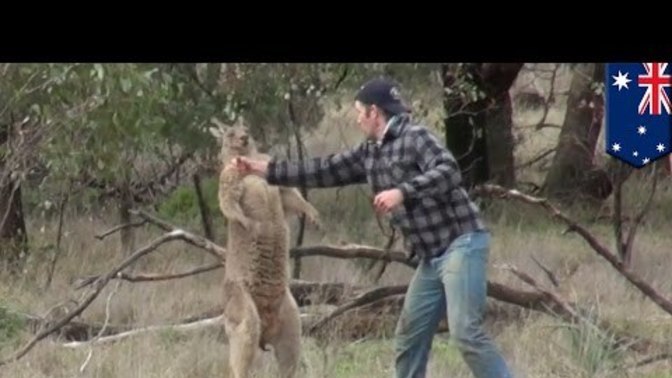What are your thoughts on this Australian guy braving it? Why did it look like the Kangaroo was just hugging his dog? How did this guy actually win?