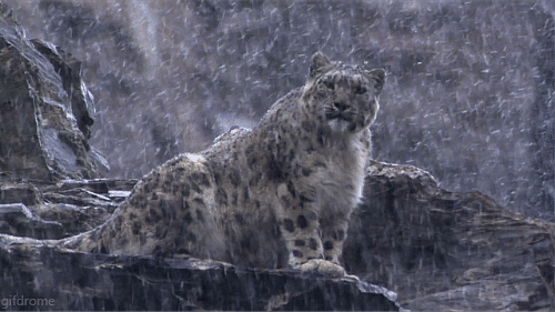 What is your favorite animal?