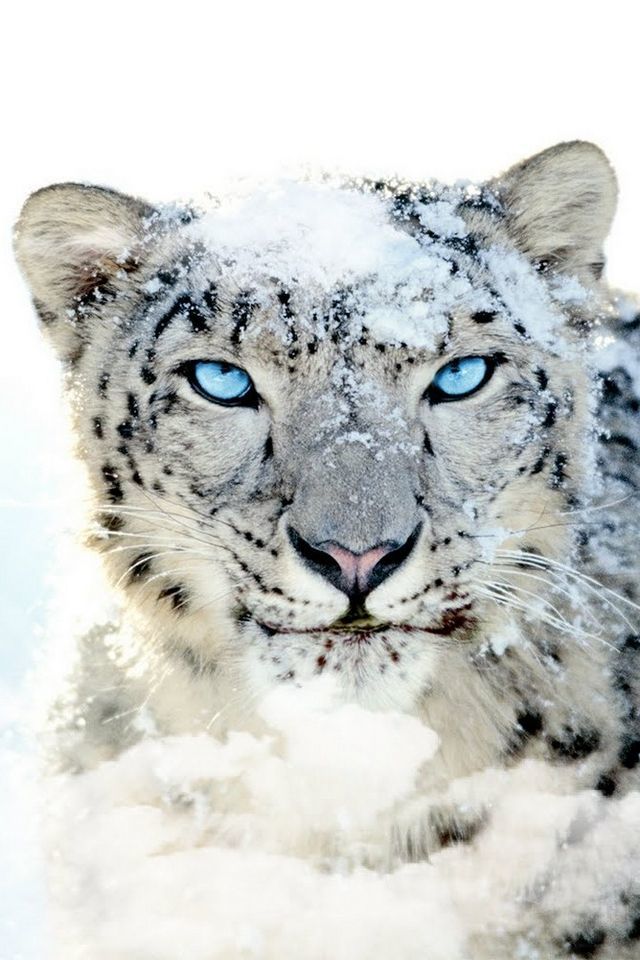 What is your favorite animal?