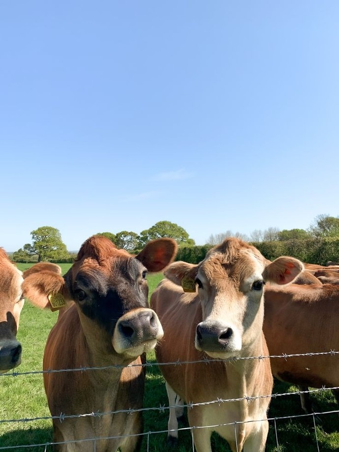 Here's some Jerseys, my favorite breed. They're so pretty