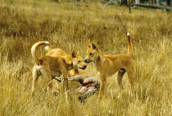 What is your favorite animal?