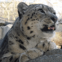 What is your favorite animal?