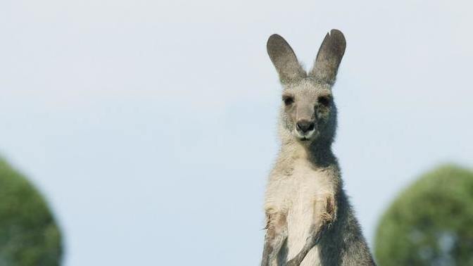 What is your favorite animal?