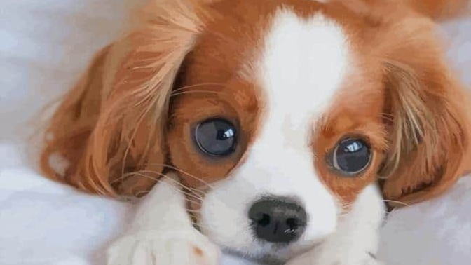 What would you do if you saw someone punching a puppy?
