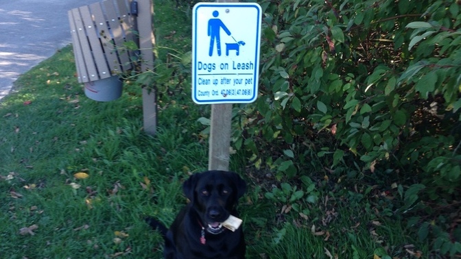 Has anyone had their dog sent away for training? Bought one highly trained?
