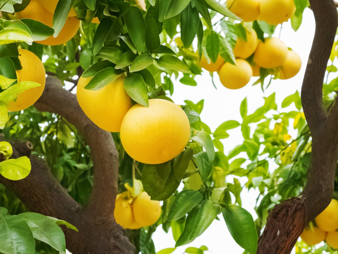 What fruits don’t you like?