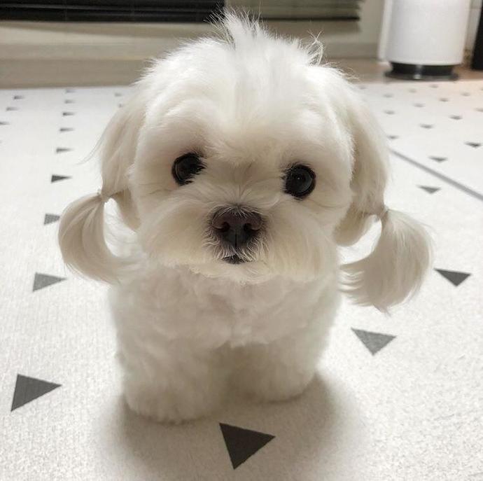Pet or partner? 🤔💭