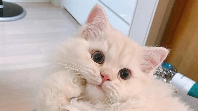 Guys, If you had a great partner, would you get rid of your pet if?