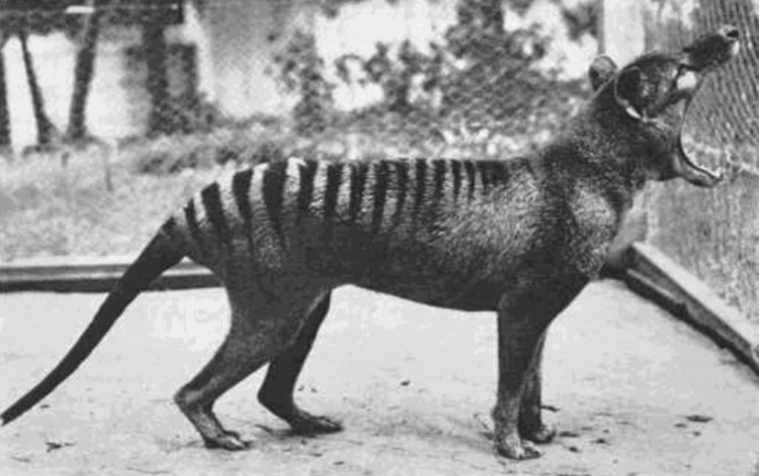 What do you think about cloning to bring back extinct animals?