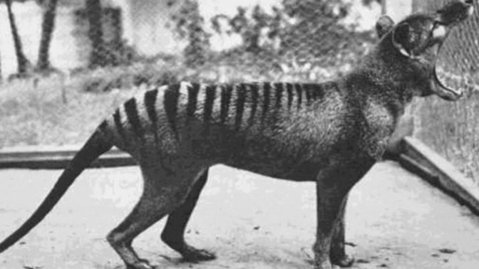 What do you think about cloning to bring back extinct animals?