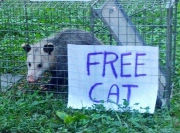 Opinions on a free cat?