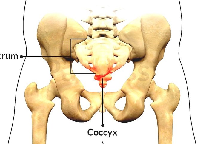Does anyone else think human anatomy is cool?