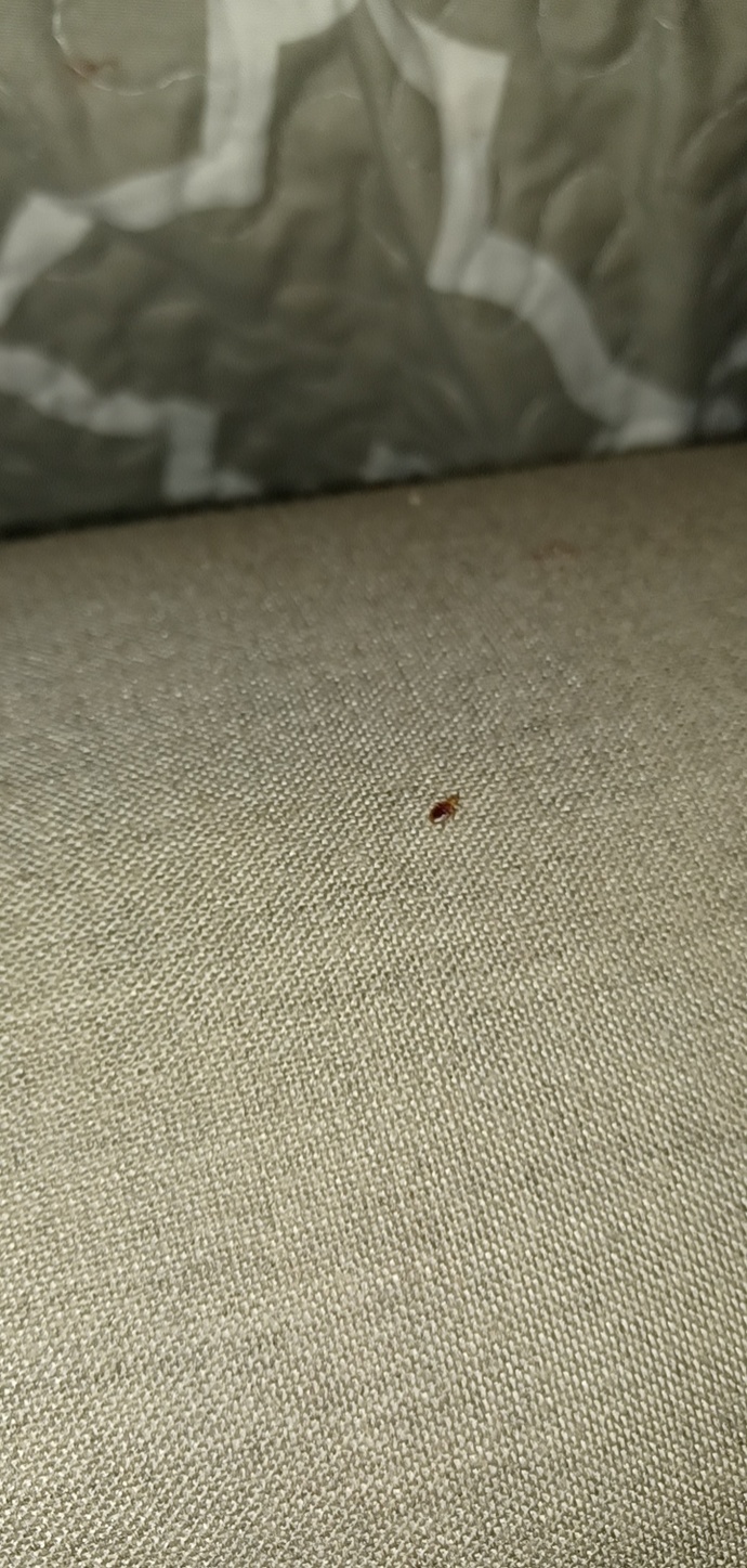 Is this a bed bug?
