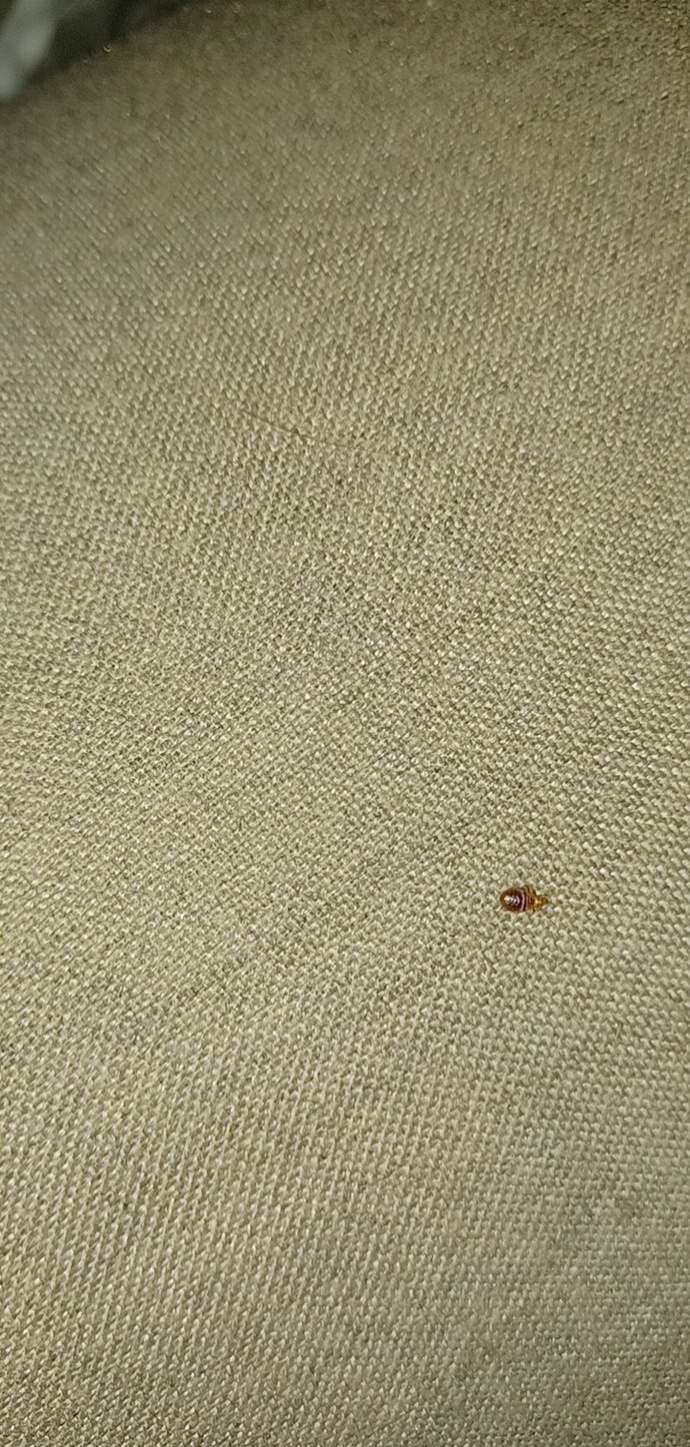 Is this a bed bug?