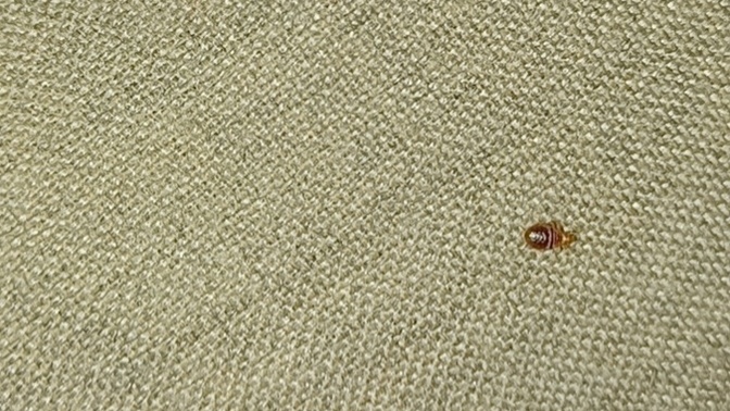 Is this a bed bug?