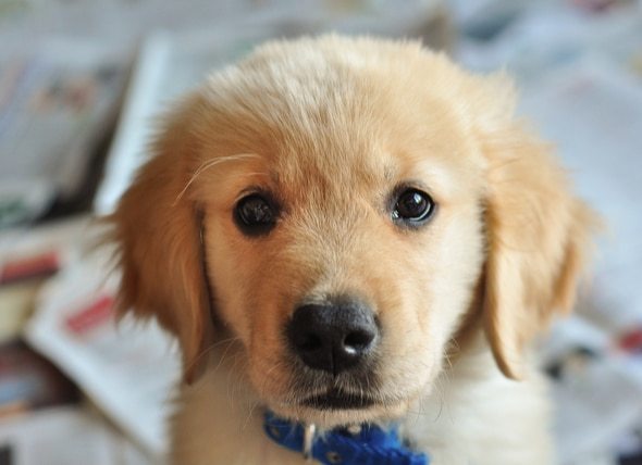 What would you do if you saw an abandoned puppy?