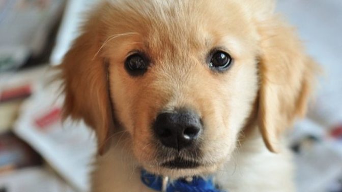 What would you do if you saw an abandoned puppy?
