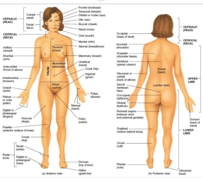 How do you personally believe the first humans man and woman came into existence?
