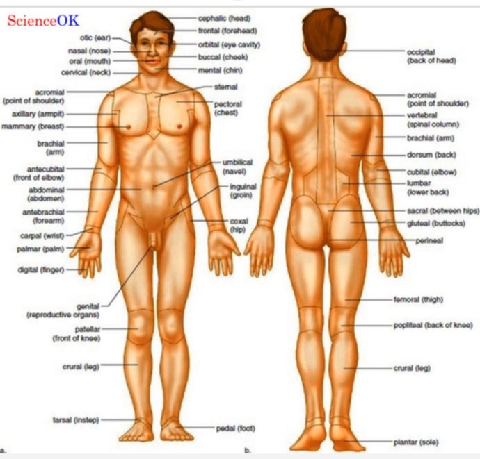 How do you personally believe the first humans man and woman came into existence?
