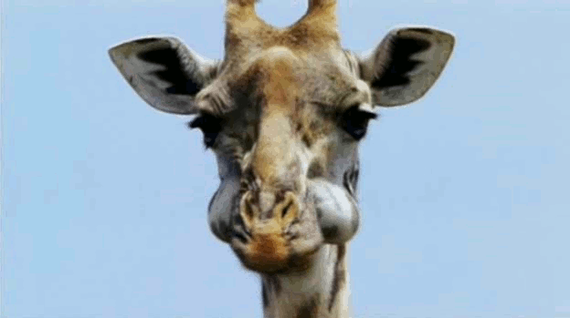 Have you ever wondered how long it would take a giraffe to throw up?