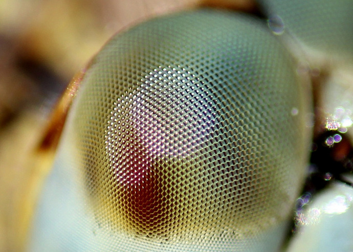 Who can tell us what this is a picture of?