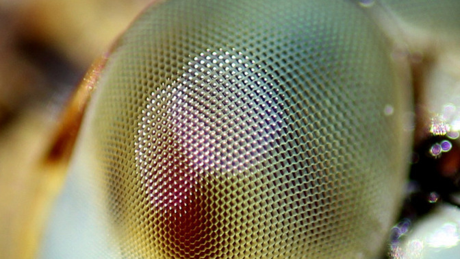Who can tell us what this is a picture of?