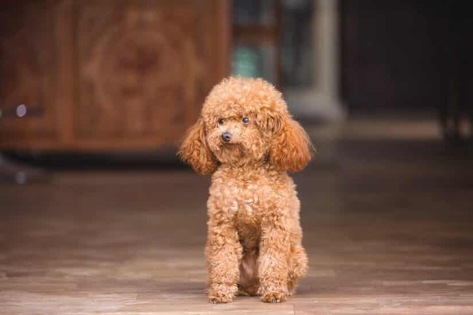 If you coul/would get dog, what breed would you prefer?