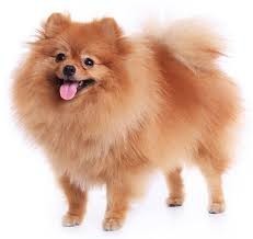 If you coul/would get dog, what breed would you prefer?