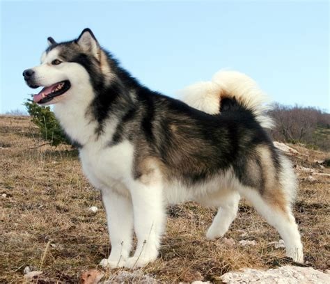 If you coul/would get dog, what breed would you prefer?