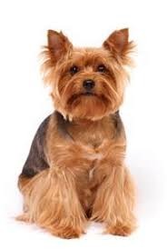 If you coul/would get dog, what breed would you prefer?