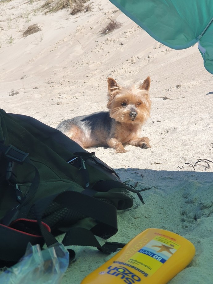 If you coul/would get dog, what breed would you prefer?