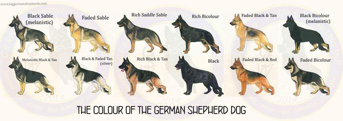 If you coul/would get dog, what breed would you prefer?