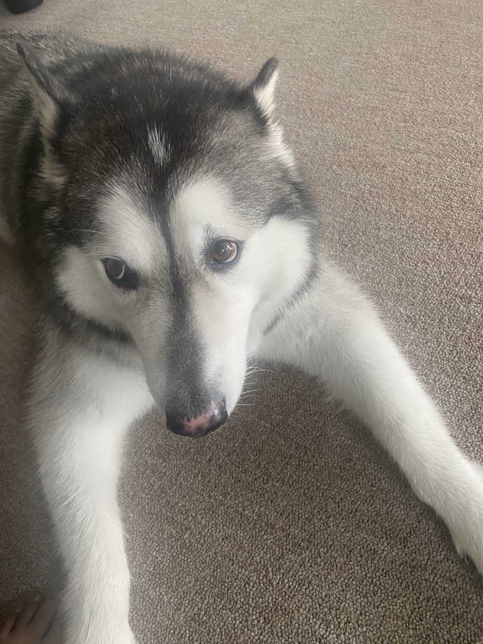 If you coul/would get dog, what breed would you prefer?
