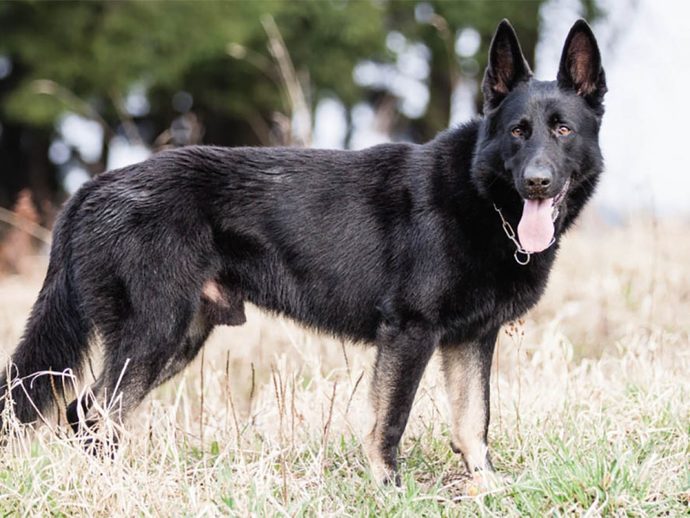 If you coul/would get dog, what breed would you prefer?