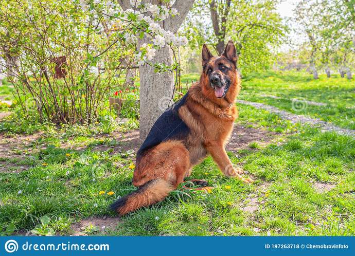 If you coul/would get dog, what breed would you prefer?