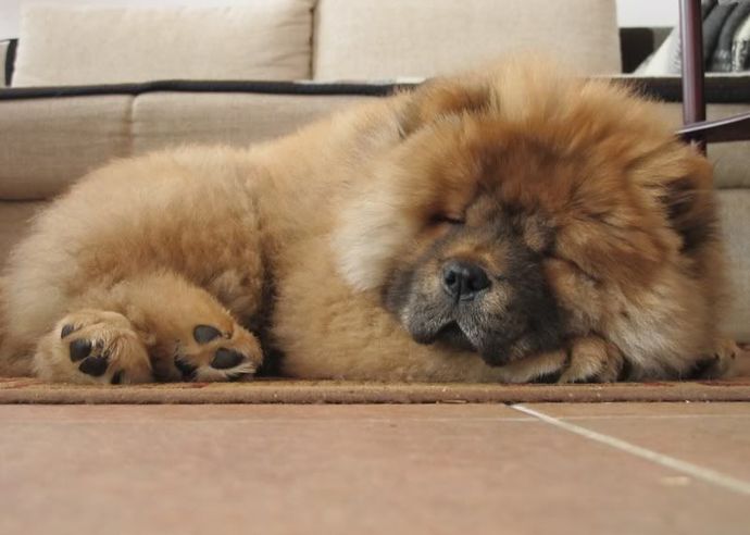 If you coul/would get dog, what breed would you prefer?