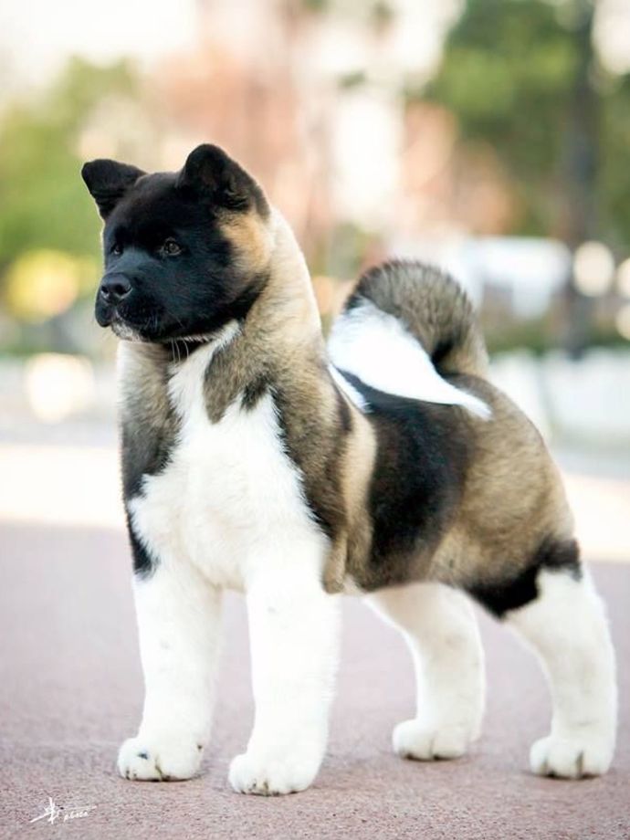 If you coul/would get dog, what breed would you prefer?