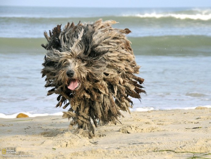 Half dog, half muppet?