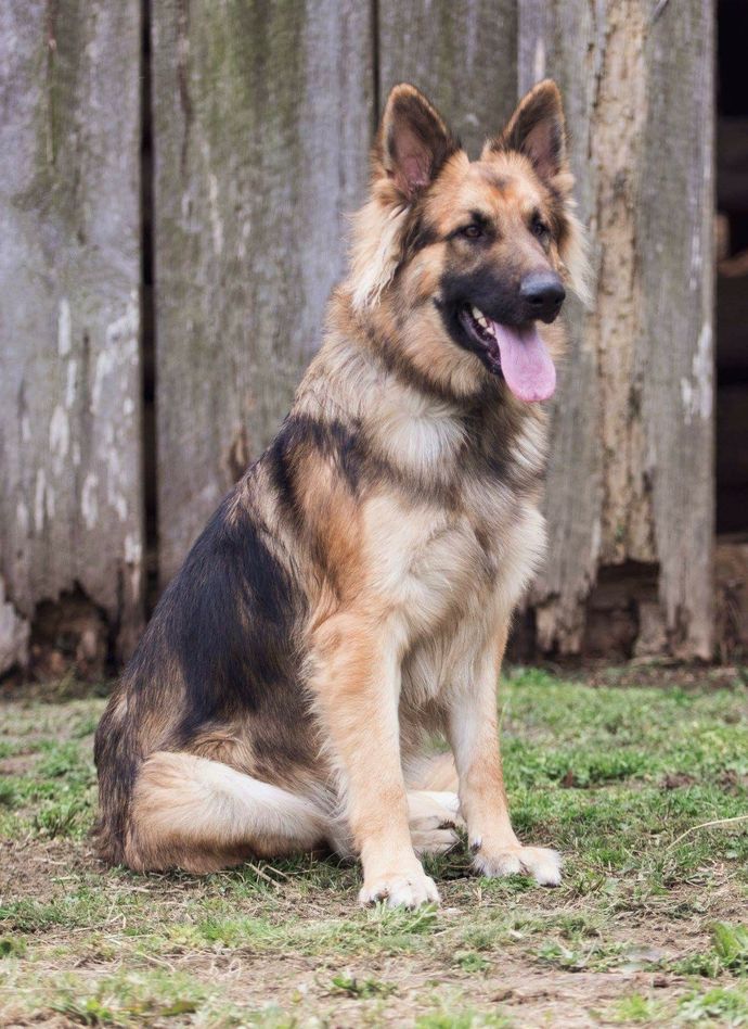 If you coul/would get dog, what breed would you prefer?