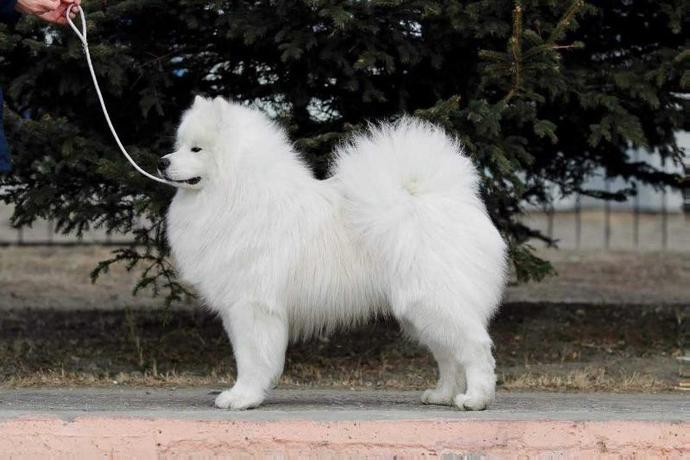 If you coul/would get dog, what breed would you prefer?