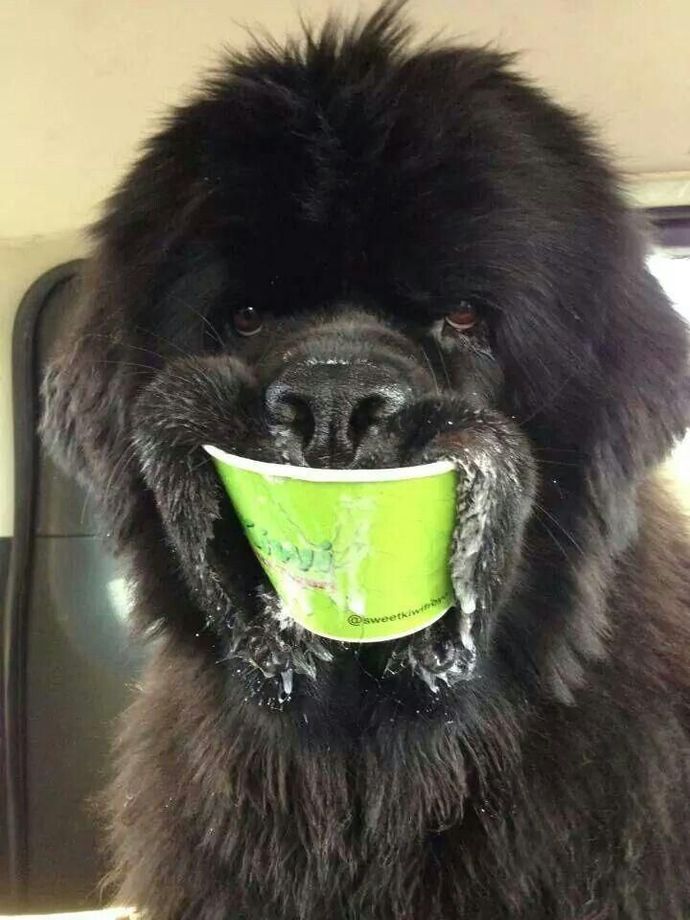 If you coul/would get dog, what breed would you prefer?