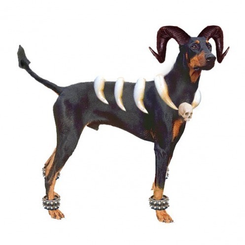 If you coul/would get dog, what breed would you prefer?